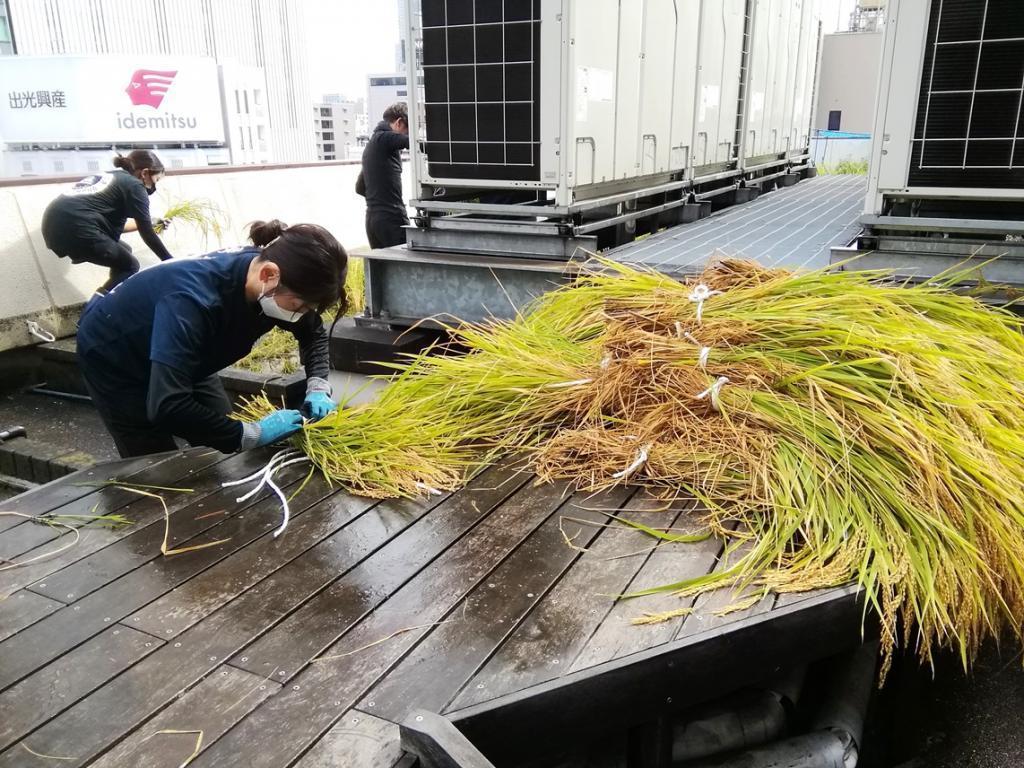  2024 Hakutsuru Ginza Tenku Farm
　Rice harvesting
　　~ Hakutsuru Sake Brewery ~