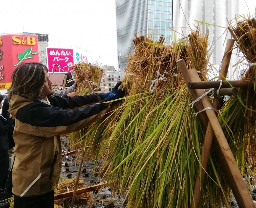  2024 Hakutsuru Ginza Tenku Farm
　Rice harvesting
　　~ Hakutsuru Sake Brewery ~