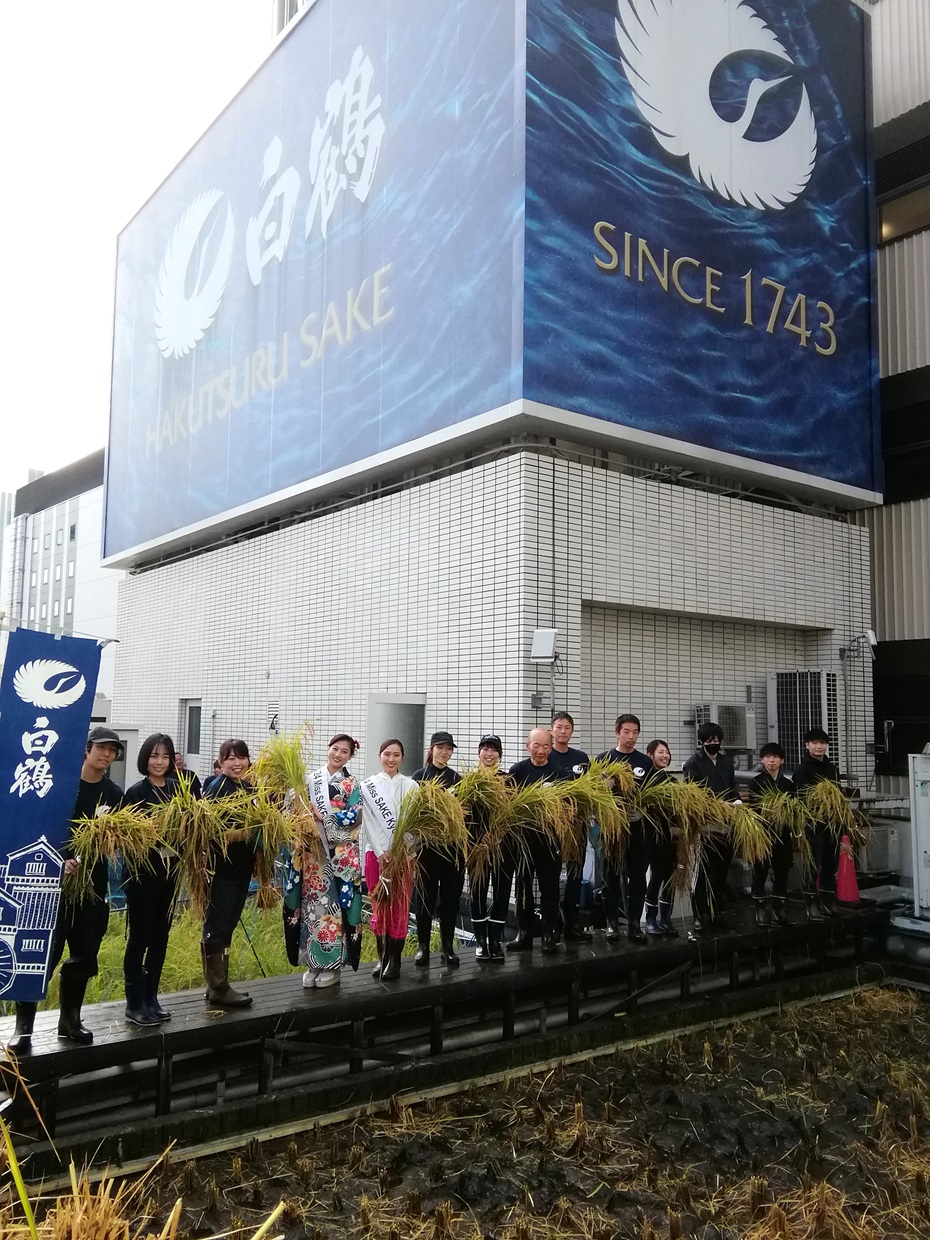  2024 Hakutsuru Ginza Tenku Farm
　Rice harvesting
　　~ Hakutsuru Sake Brewery ~