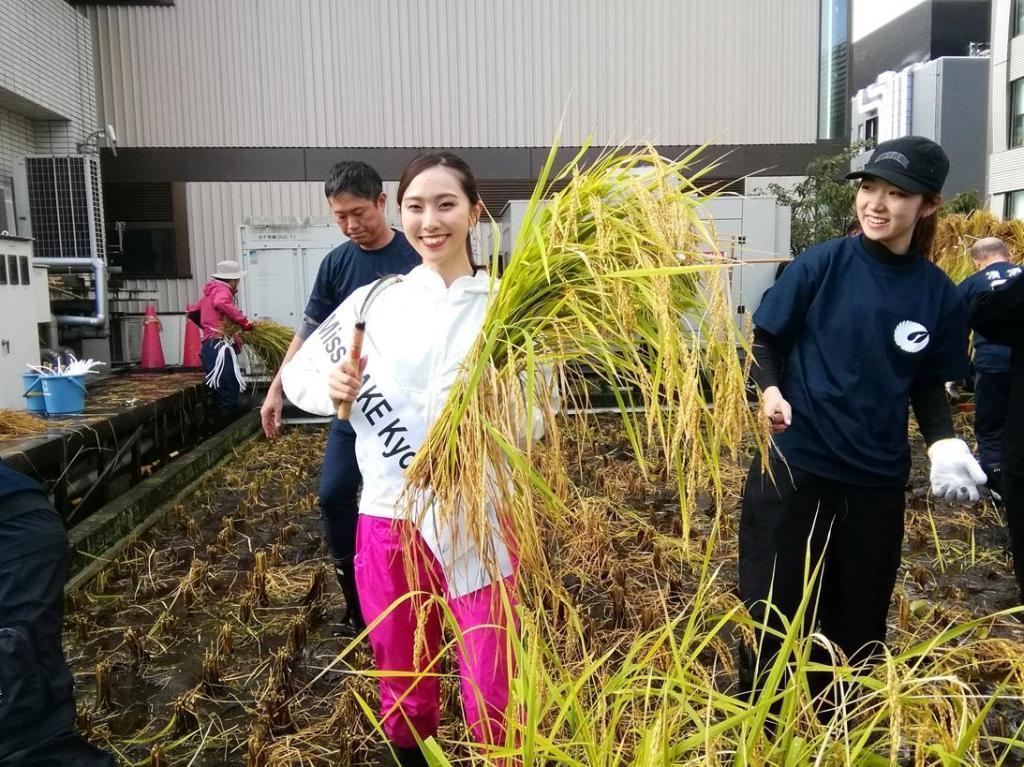  2024 Hakutsuru Ginza Tenku Farm
　Rice harvesting
　　~ Hakutsuru Sake Brewery ~