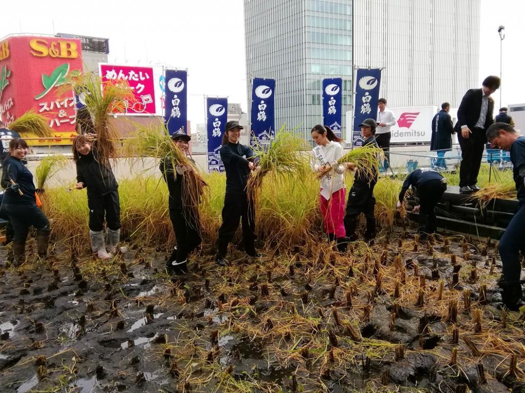  2024 Hakutsuru Ginza Tenku Farm
　Rice harvesting
　　~ Hakutsuru Sake Brewery ~