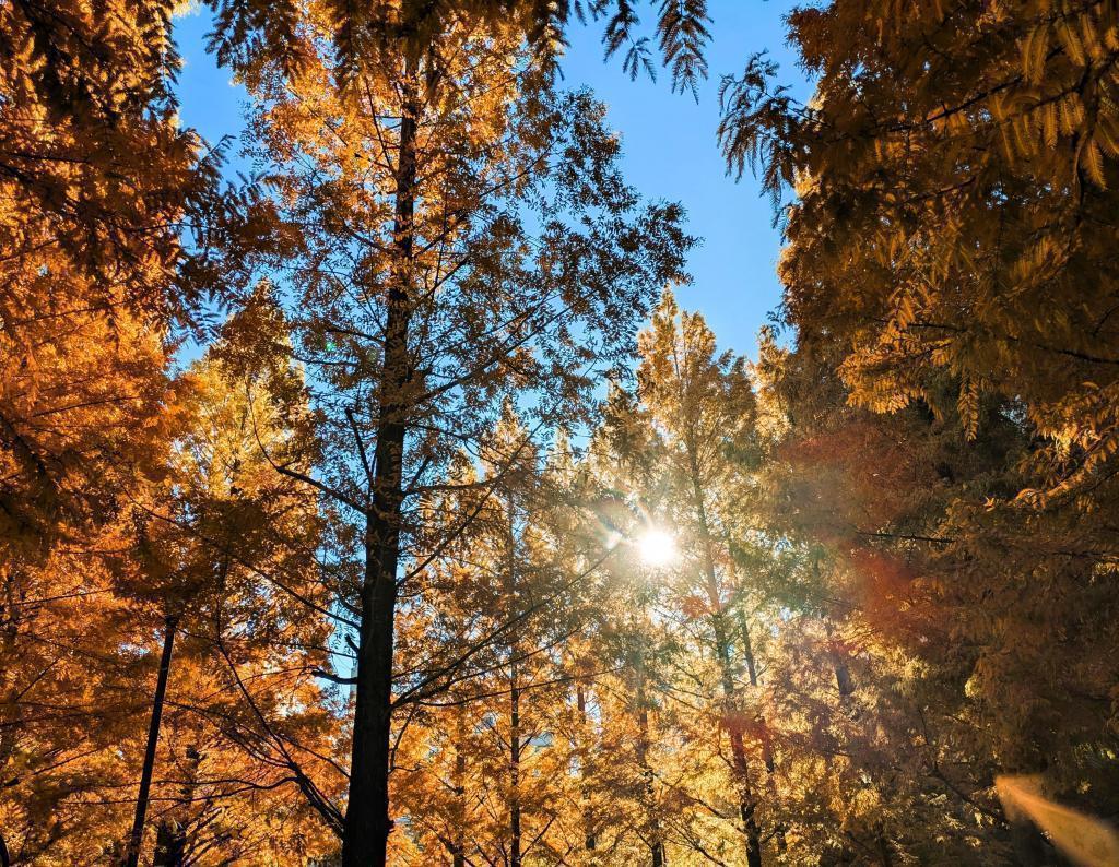  Metasequoia autumn leaves