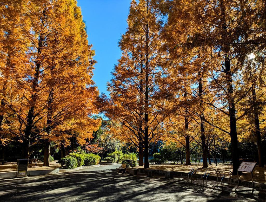  Metasequoia autumn leaves