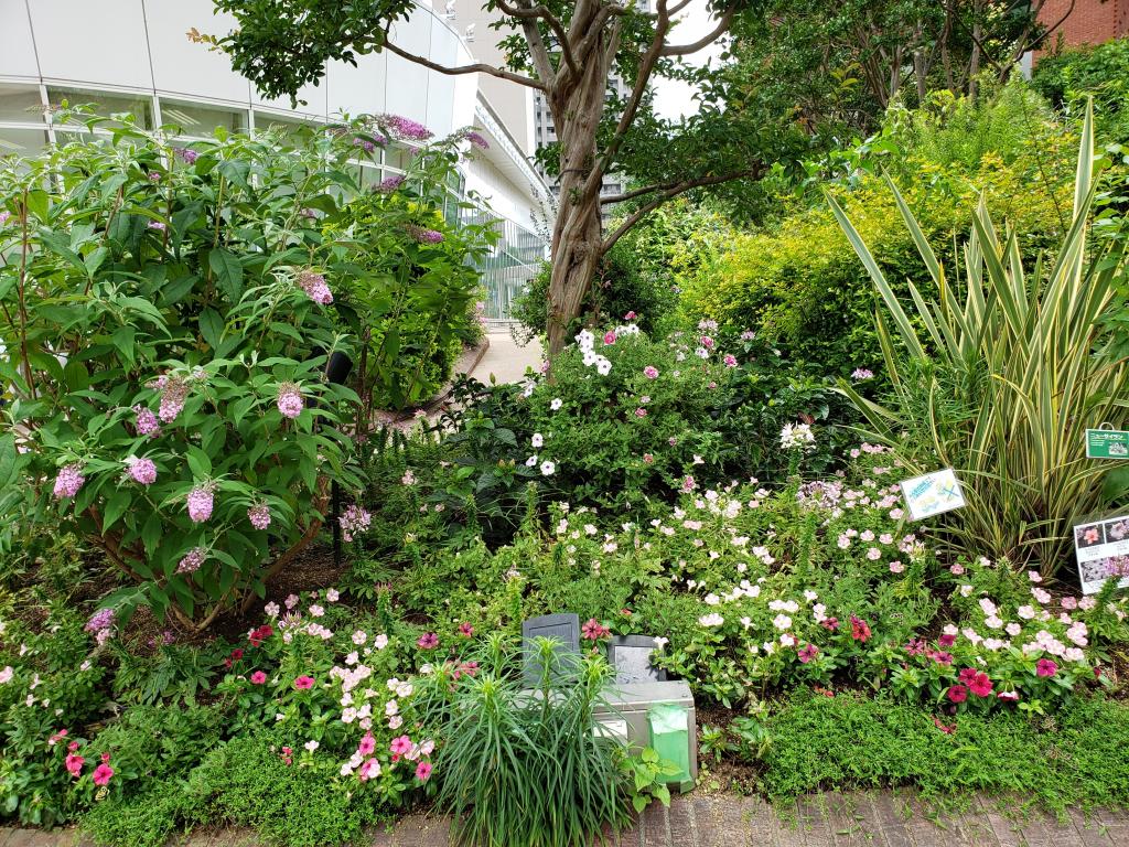  At Harumi Triton Square, colorful flowers are in full bloom.