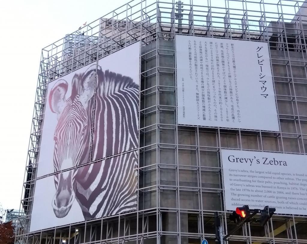 Greyby zebra Ginza Sony Park About Endangered Cape Penguin
