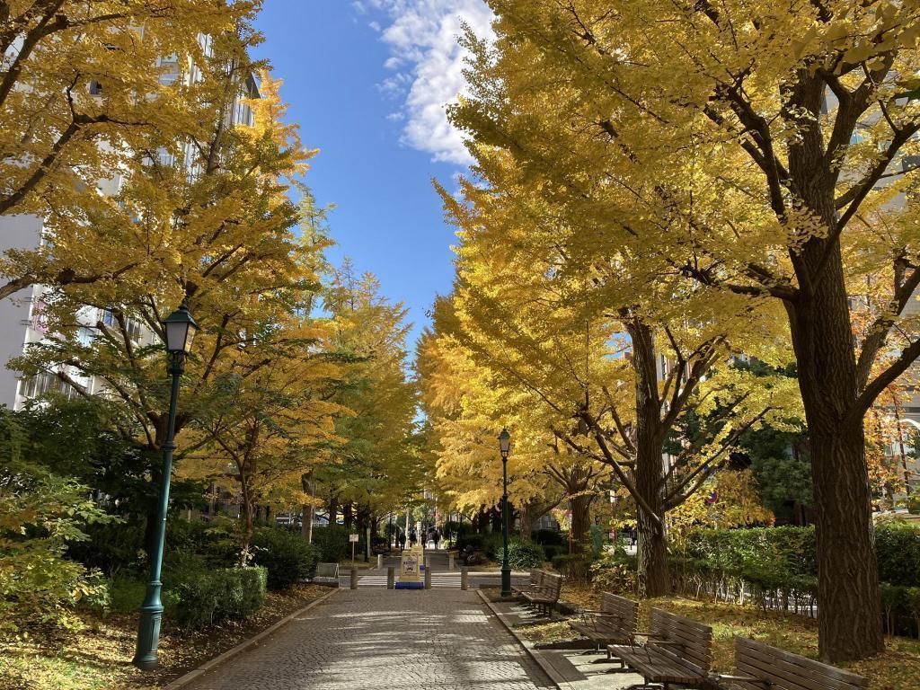 5 selections of autumn leaves spots in Chuo-ku, a little worrisome row of ginkgo trees in Hamacho Park