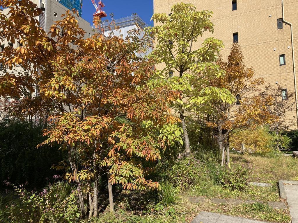 Sakamotocho Park Five Selections of Autumn Leaves Spots in Chuo-ku