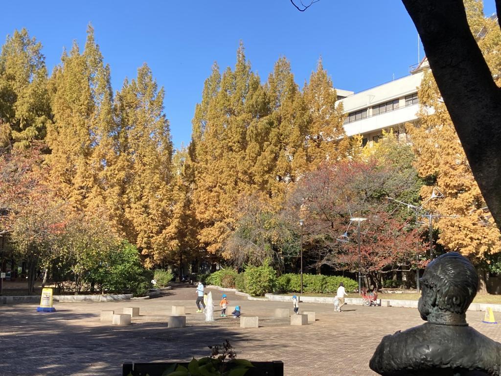 Metasequoia at Akatsuki Park 5 selections of autumn leaves spots in Chuo-ku, a little worrisome