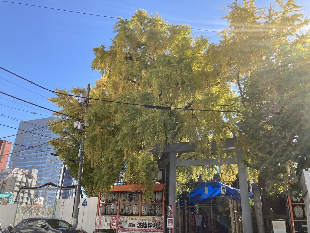 5 selections of autumn leaves spots in Chuo-ku, a little worrisome weeping ginkgo at Namiki Shrine