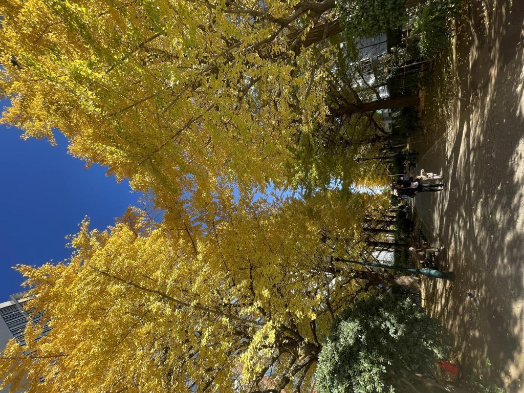  Ginkgo and Sumida River Petit Walk at Hamacho Park