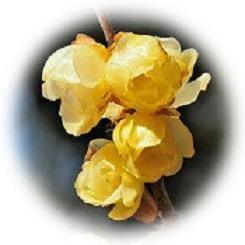  2025 New Year's fragrant "Shinshinwaku plum" collapses