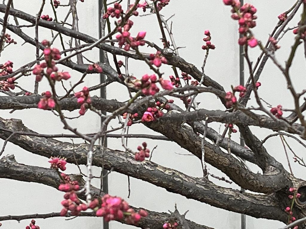  Spring in Umeichiwa Ginza