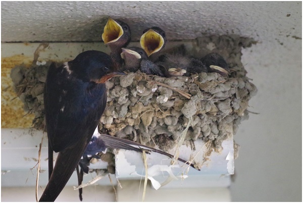  Swallows of summer birds raising children in Ginza