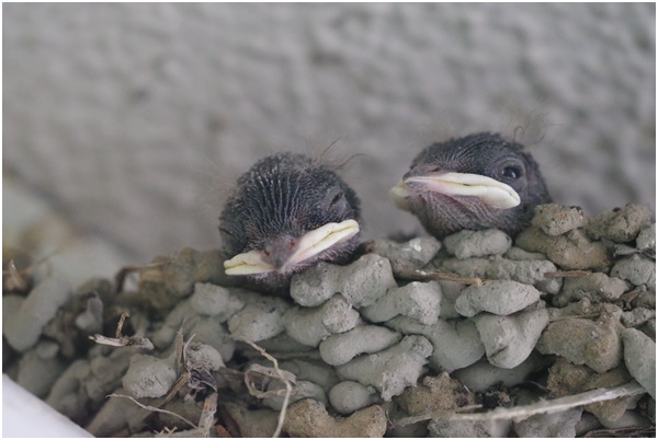  Swallows of summer birds raising children in Ginza