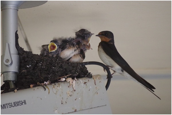  Swallows of summer birds raising children in Ginza