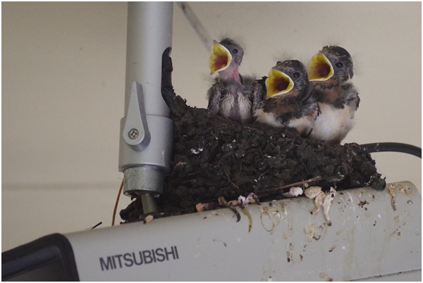  Swallows of summer birds raising children in Ginza