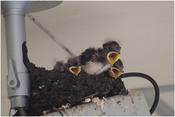  Swallows of summer birds raising children in Ginza