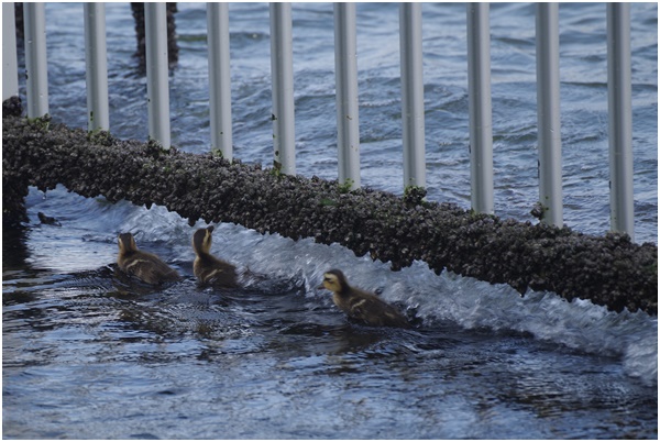  I met Indian spot-billed duck parent and child at Ishikawajima Park on July 28