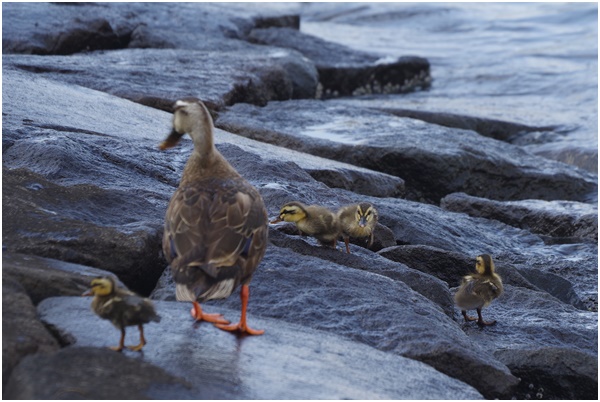  I met Indian spot-billed duck parent and child at Ishikawajima Park on July 28