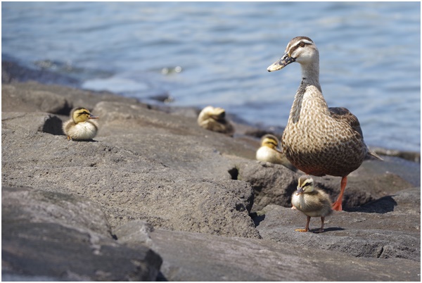  I met Indian spot-billed duck parent and child at Ishikawajima Park on July 28