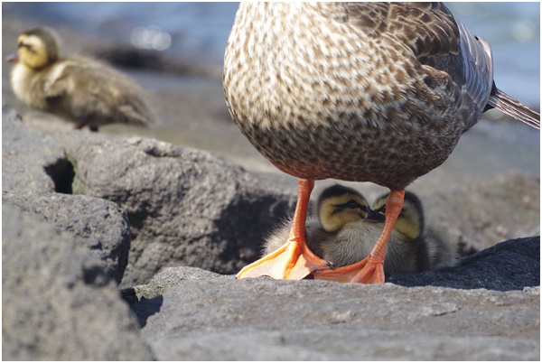  I met Indian spot-billed duck parent and child at Ishikawajima Park on July 28