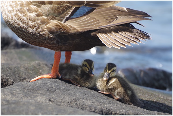  I met Indian spot-billed duck parent and child at Ishikawajima Park on July 28