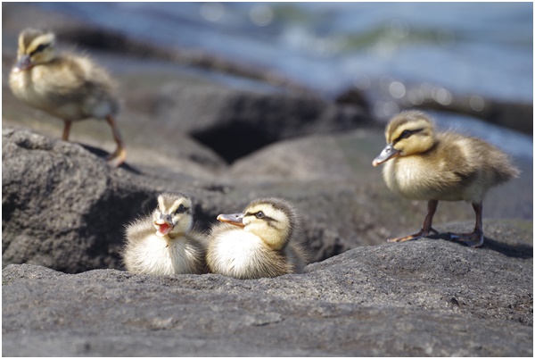  I met Indian spot-billed duck parent and child at Ishikawajima Park on July 28