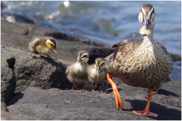  I met Indian spot-billed duck parent and child at Ishikawajima Park on July 28