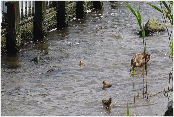  I met Indian spot-billed duck parent and child at Ishikawajima Park on July 28