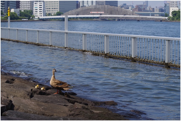  I met Indian spot-billed duck parent and child at Ishikawajima Park on July 28