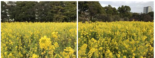  Yellow in spring