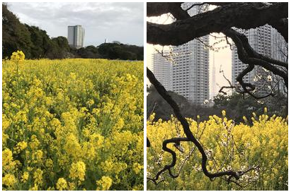  Yellow in spring