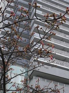  Kawazu Sakura, which bloomed again this year