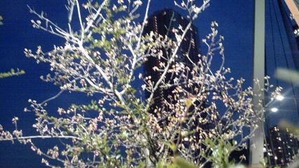  Kawazu Sakura, which bloomed again this year