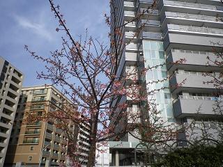  Kawazu Sakura, which bloomed again this year