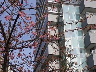  Kawazu Sakura, which bloomed again this year