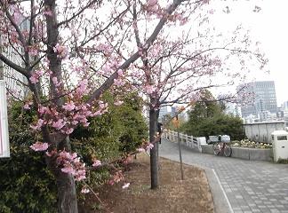  Kawazu Sakura, which bloomed again this year