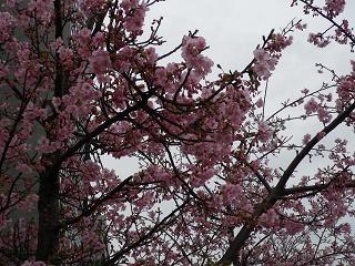  Kawazu Sakura, which bloomed again this year