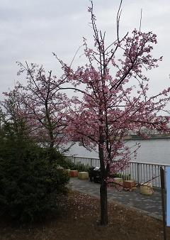  Kawazu Sakura, which bloomed again this year