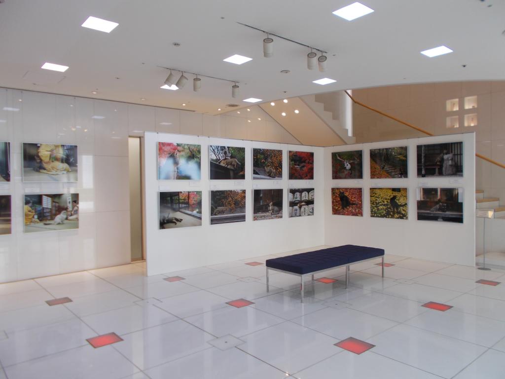  Mitsuaki Iwago Photo Exhibition "Neko Kyoto, Autumn" in Noevia Ginza Gallery