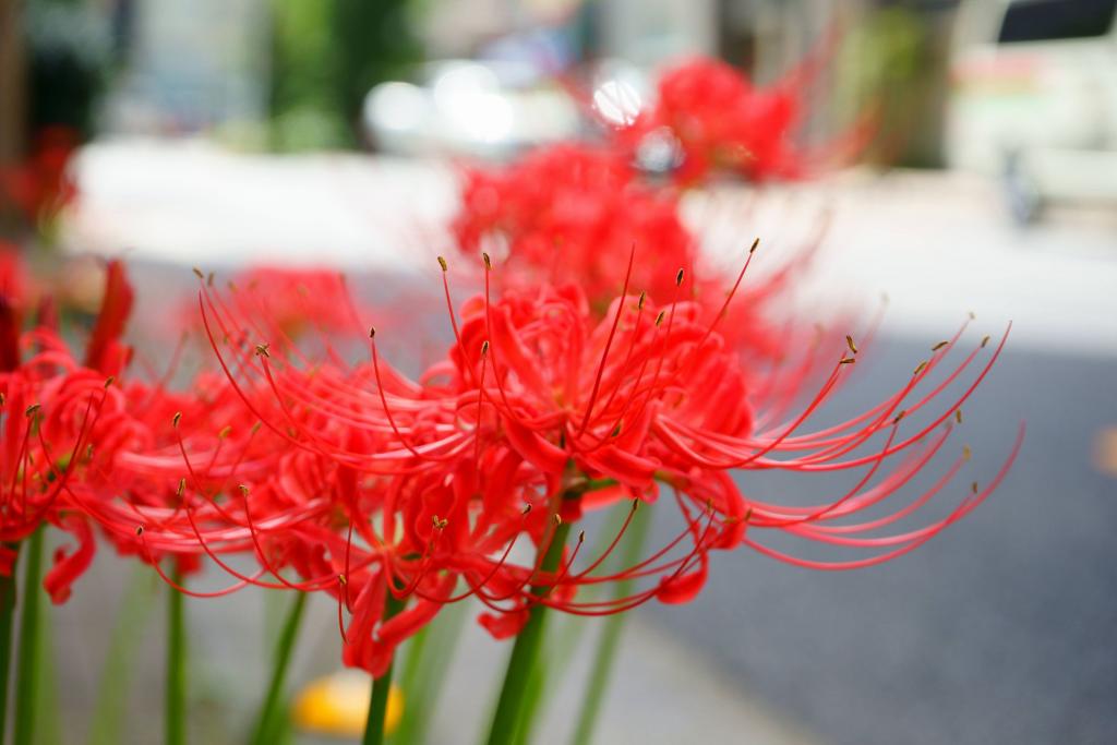 The place where it blooms unexpectedly is also a small autumn on the street.