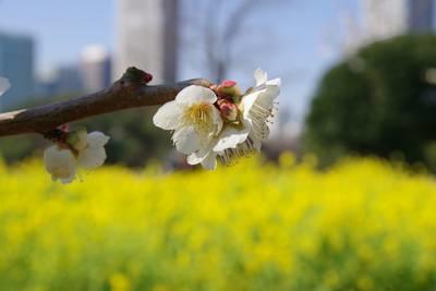  Hamarikyu Onshi Garden canola flower and plum