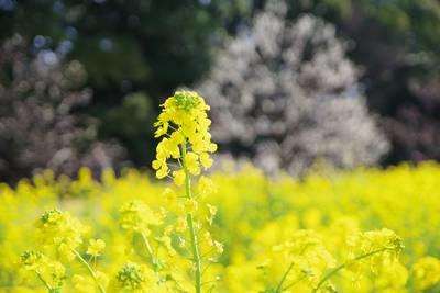  Hamarikyu Onshi Garden canola flower and plum