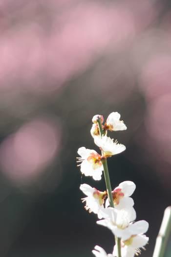  Hamarikyu Onshi Garden canola flower and plum