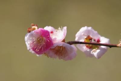  Hamarikyu Onshi Garden canola flower and plum