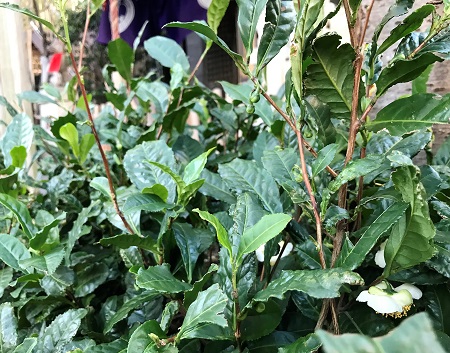  Tea flower blooms without knowing it