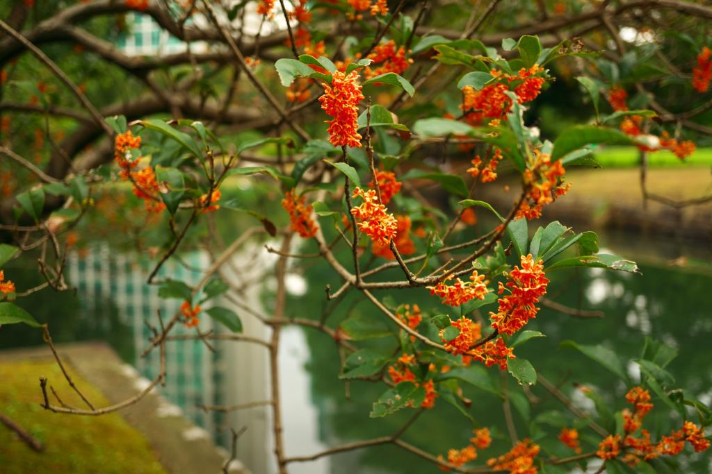 Fragrance of autumn from osmanthus, Tokyo Daichakai 2019 Hamarikyu Onshi Garden