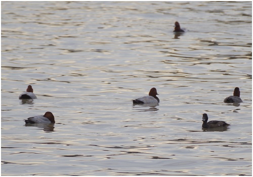  Winter birds came to the Harumi Canal of the Sumida River