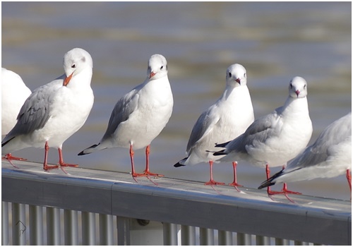  Winter birds came to the Harumi Canal of the Sumida River