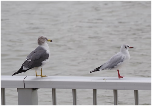  Winter birds came to the Harumi Canal of the Sumida River